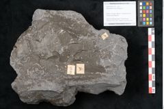 Foto (Objekt + Etikett) von Odontopteris minor Brongniart (NHMW-GEO-2024-0188-10715)